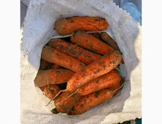 Зображення для оголошення Продам моркву Каскад