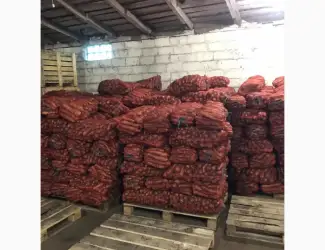 Зображення для оголошення Продам моркву від 24 тон від фермера