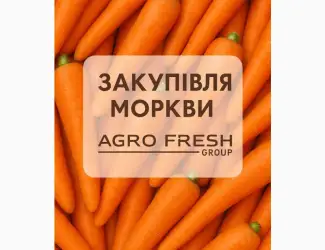 Зображення для оголошення Закуповуємо моркву! ТОВ "Агрофреш груп"