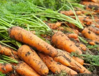 Зображення для оголошення Продам морковь