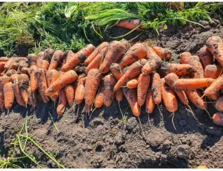 Зображення для оголошення Продам моркву