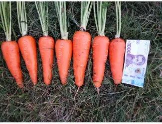 Зображення для оголошення Продам товарну моркву сорт Акат Болівар в мішках по 20 кг