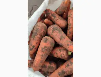 Зображення для оголошення Продам моркву