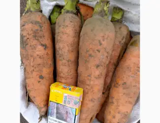 Зображення для оголошення Продаємо морковчу