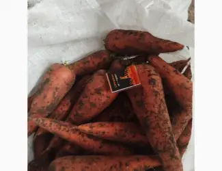 Зображення для оголошення Продам моркву оптом