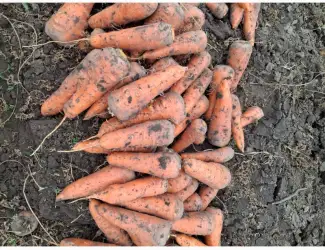 Зображення для оголошення Продам морква сорт каскад /вариант мита/ також цибуля