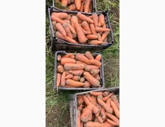 Зображення для оголошення Продам моркву