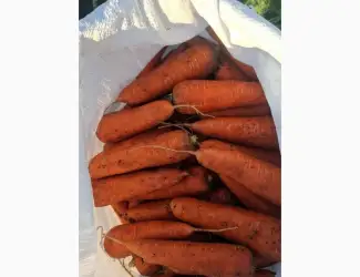 Зображення для оголошення Продам морковь