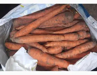Зображення для оголошення Продам моркву