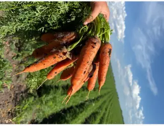 Зображення для оголошення Продам Моркву Великий обʼєм