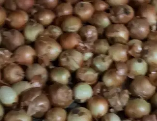 Зображення для оголошення Продам цибулю на перо