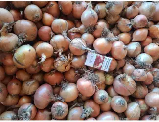 Зображення для оголошення Продам Цибулю