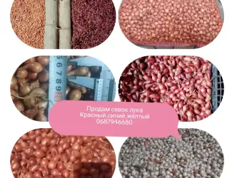 Зображення для оголошення Продам арпаш лука