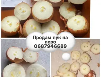 Зображення для оголошення Продам лук на выгонку пера