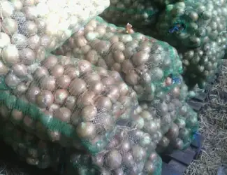 Зображення для оголошення Куплю ЦИБУЛЮ оптом Миколаївська область та південь України дорого