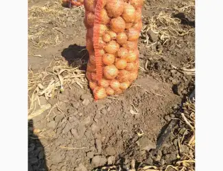 Зображення для оголошення Продам цибулю сорт " Медуза"