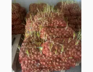 Зображення для оголошення Продам цибулю на перо
