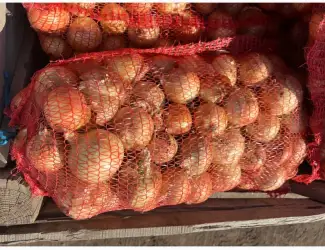 Зображення для оголошення Продам цибулю Медуза