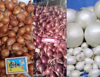 Зображення для оголошення Продам цибулю-сівок Штутгарт