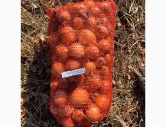 Зображення для оголошення Продам цибулю