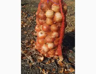 Зображення для оголошення Продам цибулю на переробку