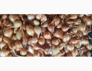 Зображення для оголошення Продам цибулю кущівку