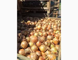 Зображення для оголошення Продам цибулю з Польщі 1