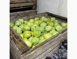 Зображення для оголошення Продам капусту белокочанную