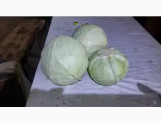 Зображення для оголошення Продаємо капусту сорт Агресор