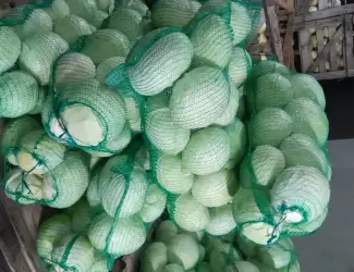 Зображення для оголошення Продам капусту сорт Агресор