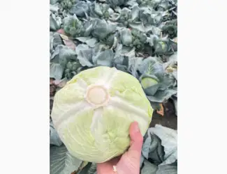 Зображення для оголошення Продам товарну капусту