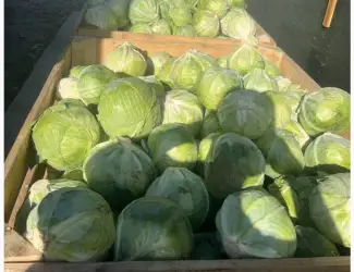 Зображення для оголошення Продам капусту білокачанну Агресор
