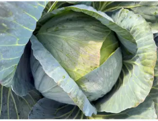 Зображення для оголошення Продам білокачанну капусту