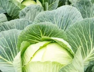 Зображення для оголошення Куплю Капусту ( Агресор