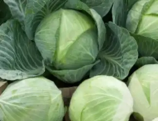 Зображення для оголошення Продам КАПУСТУ білоголову різних сортів
