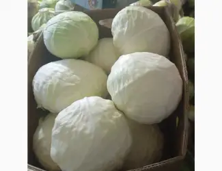 Зображення для оголошення Продам капусту