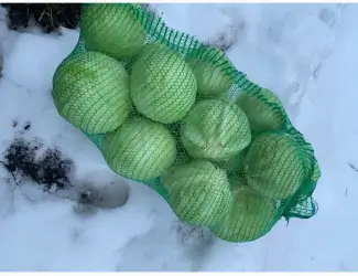 Зображення для оголошення Продам капусту