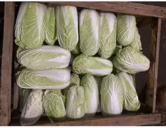 Зображення для оголошення Продам пекінську капусту
