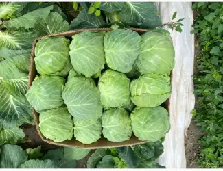 Зображення для оголошення Продам капусту пізьніх сортів