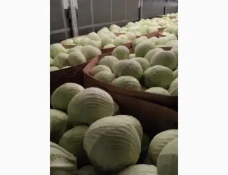 Зображення для оголошення Продам капусту Польща