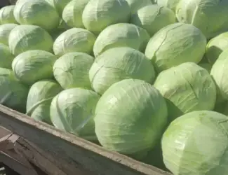 Зображення для оголошення Продам капусту Агресор