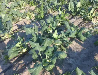 Зображення для оголошення Продамо капусту кольрабі