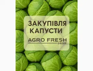 Зображення для оголошення ТОВ «Агрофреш Груп» закуповує капусту сезону