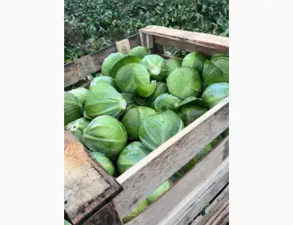 Зображення для оголошення Продам капусту