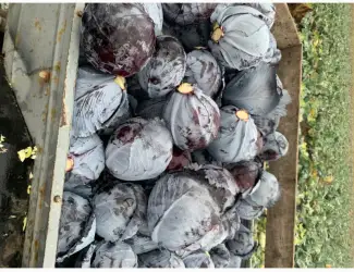 Зображення для оголошення Синя капуста