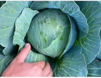 Зображення для оголошення Продам капусту