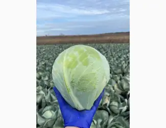 Зображення для оголошення Капуста Анкома гуртом