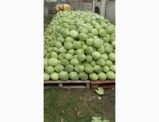 Зображення для оголошення Продам капусту
