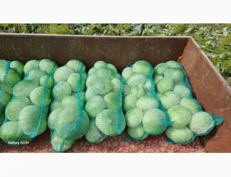 Зображення для оголошення Продам капусту Агресор