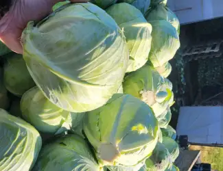 Зображення для оголошення Продам капусту Агресор